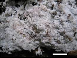 Attēlu rezultāti vaicājumam “Ceriporia”