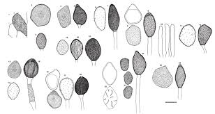 Attēlu rezultāti vaicājumam “Milesina murariae”