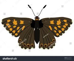 Attēlu rezultāti vaicājumam “Hamearis lucina”