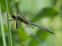 Attēlu rezultāti vaicājumam “Somatochlora flavomaculata”