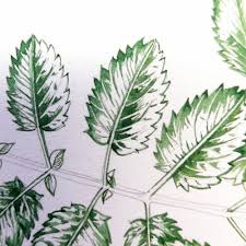 Attēlu rezultāti vaicājumam “Sanguisorba officinalis leaf”