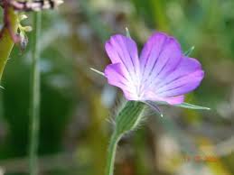 Image result for Agrostemma githago