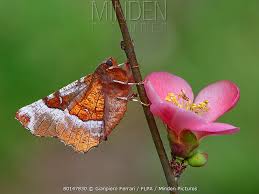 Attēlu rezultāti vaicājumam “Selenia tetralunaria”