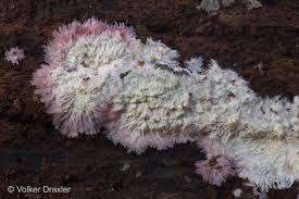 Attēlu rezultāti vaicājumam “Phlebia centrifuga”