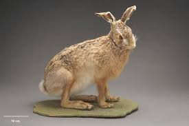 Attēlu rezultāti vaicājumam “Lepus europaeus”