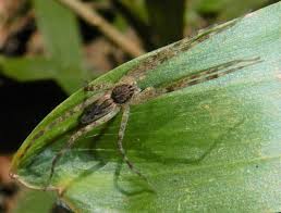 Attēlu rezultāti vaicājumam “Pisauridae”