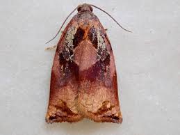 Attēlu rezultāti vaicājumam “Archips podana female”