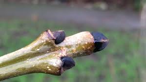 Attēlu rezultāti vaicājumam “Fraxinus excelsior bud”