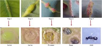 Attēlu rezultāti vaicājumam “Proutia betulina larva”
