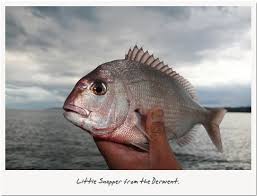 Image result for Pagrus auratus