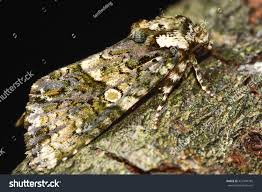 Attēlu rezultāti vaicājumam “Craniophora ligustri larva”