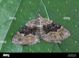 Attēlu rezultāti vaicājumam “Xanthorhoe quadrifasiata”