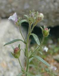Attēlu rezultāti vaicājumam “Microrrhinum minus flower”