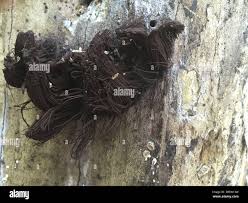 Attēlu rezultāti vaicājumam “Stemonitis splendens spores”