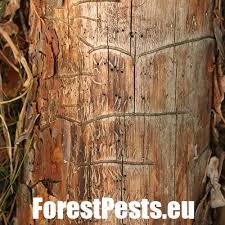 Attēlu rezultāti vaicājumam “Tomicus minor”