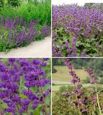 Attēlu rezultāti vaicājumam “Salvia verticillata”