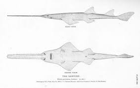 Image result for Pristis pectinata