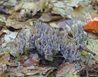 Attēlu rezultāti vaicājumam “Clavulina amethystina”