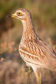 Image result for Burhinus oedicnemus