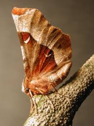 Attēlu rezultāti vaicājumam “Selenia tetralunaria”