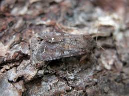 Attēlu rezultāti vaicājumam “Ceramica pisi”