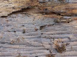 Attēlu rezultāti vaicājumam “Basidiodendron”