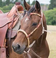 Image result for Porlock Vale Riding School