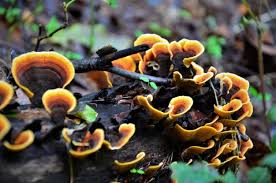 Attēlu rezultāti vaicājumam “Cantharellus lutescens”