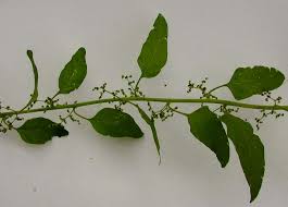 Attēlu rezultāti vaicājumam “Chenopodium polyspermum”