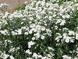 Image result for Achillea Ptarmica