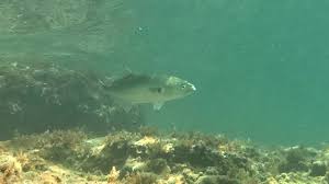 Image result for Pomatomus saltatrix