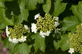 Attēlu rezultāti vaicājumam “Viburnum opulus bud”