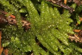 Attēlu rezultāti vaicājumam “Pseudoscleropodium purum”