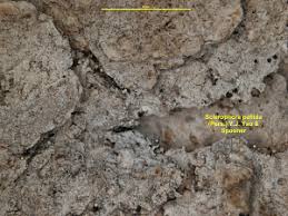 Attēlu rezultāti vaicājumam “Sclerophora coniophaea”