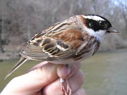 Image result for Emberiza rustica