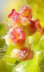 Attēlu rezultāti vaicājumam “Quercus robur male flower”