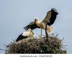 Attēlu rezultāti vaicājumam “Ciconia ciconia juvenile”
