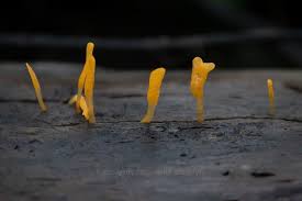 Attēlu rezultāti vaicājumam “Calocera glossoides”