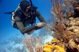 Image result for Seabug Divers