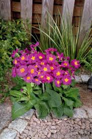 Attēlu rezultāti vaicājumam “Primula elatior flower”