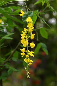 Attēlu rezultāti vaicājumam “Laburnum anagyroides flower”