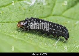 Attēlu rezultāti vaicājumam “Aphelia paleana larva”