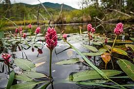 Attēlu rezultāti vaicājumam “Polygonum amphibium flower”