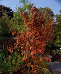 Attēlu rezultāti vaicājumam “Acer rufinerve”