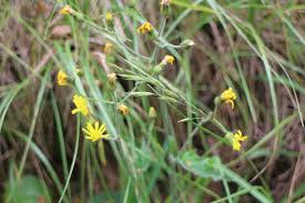 Attēlu rezultāti vaicājumam “Hieracium murorum bud”