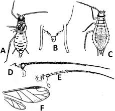 Attēlu rezultāti vaicājumam “Aphis confusa”