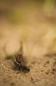 Attēlu rezultāti vaicājumam “Euproctis similis larva”