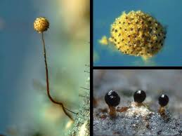 Attēlu rezultāti vaicājumam “Cribraria microcarpa spores”