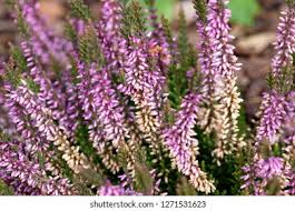 Attēlu rezultāti vaicājumam “Calluna vulgaris bud”