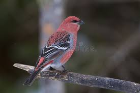 Image result for Pinicola enucleator